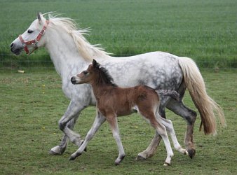 Triskel N Inschallah